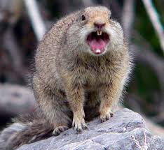Illustration for article titled Who Knew, Squirrels are Also Assholes